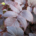 Staude - Astilbe Chocolate Shogun