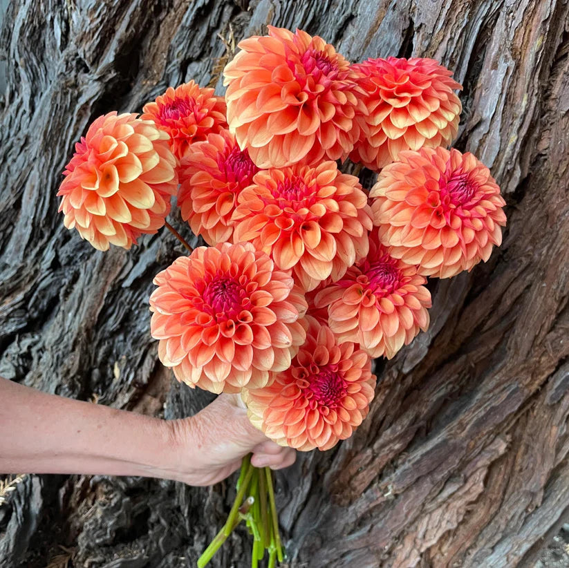 Dahlia KA's Blood Orange