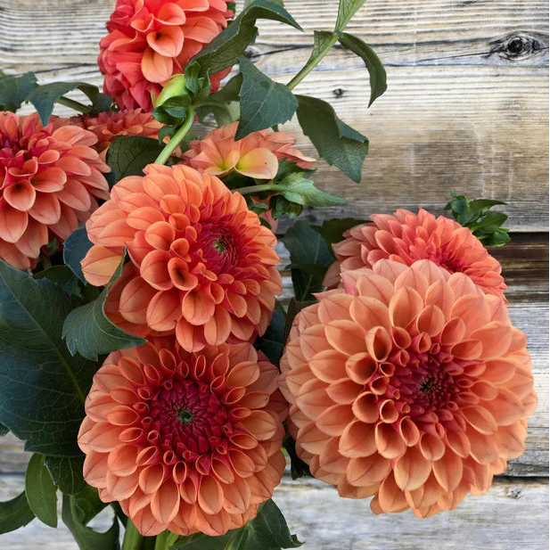 Dahlia KA's Blood Orange