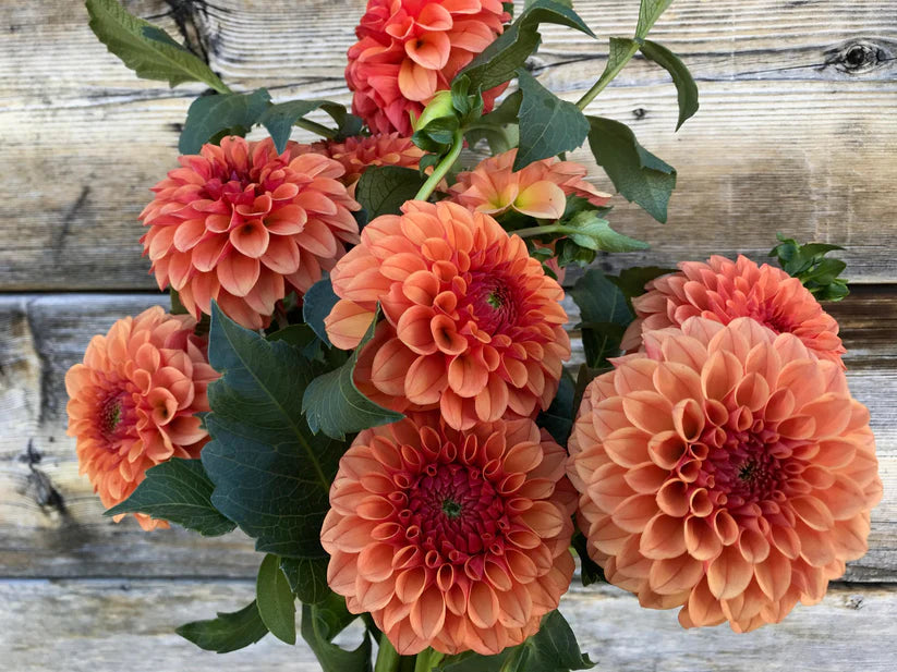 Dahlia KA's Blood Orange
