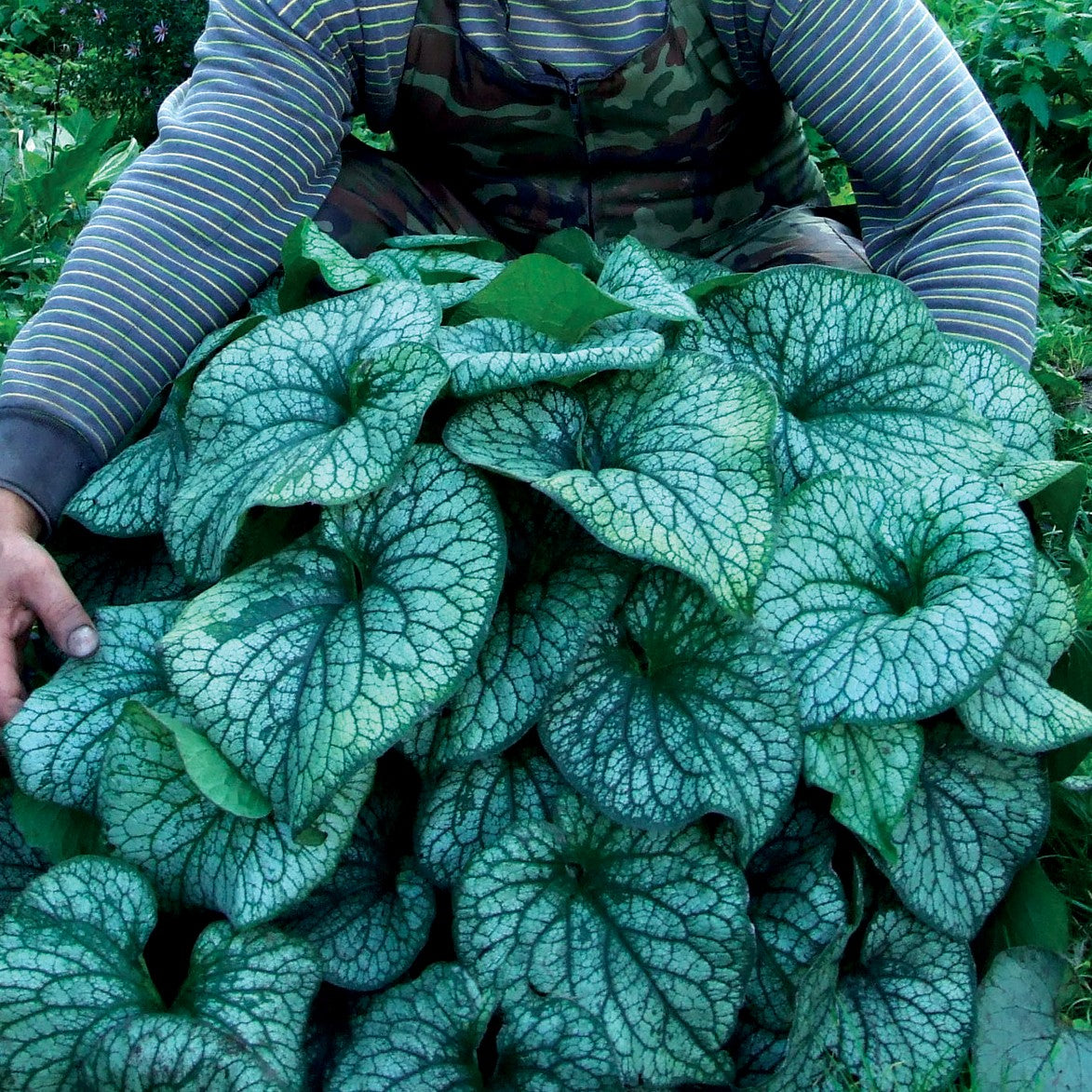 Barrot - Brunnera Alexander's Great
