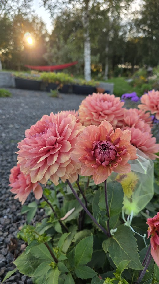 Dahlia Château de la Bourdaisière