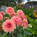 Dahlia Château de la Bourdaisière