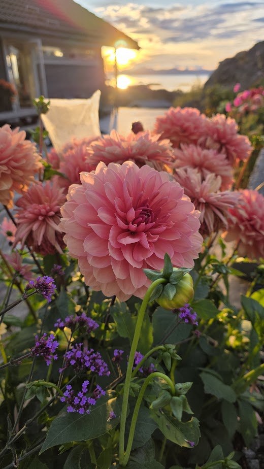 Dahlia Château de la Bourdaisière