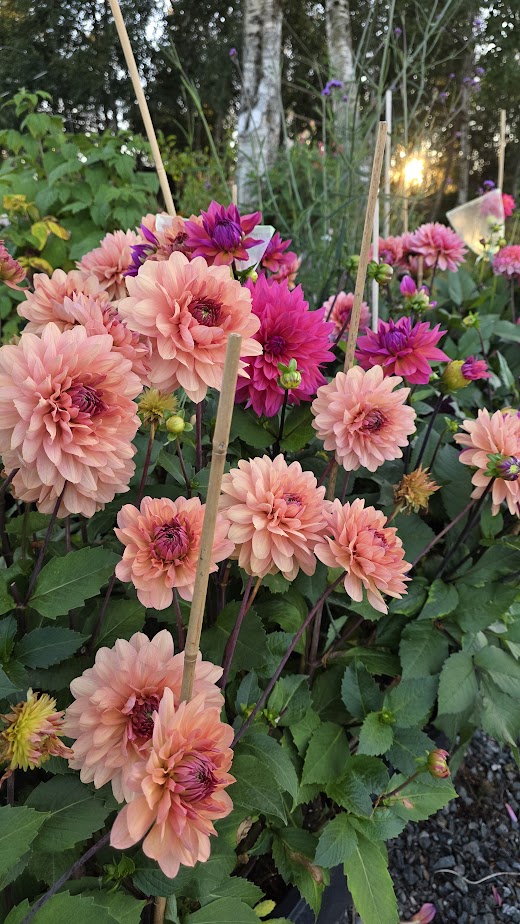 Dahlia Château de la Bourdaisière