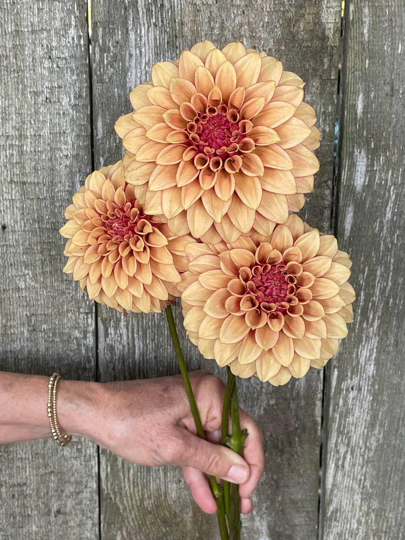 Dahlia KA’s® Creme Brulee