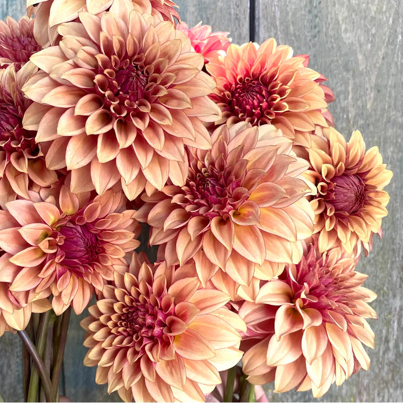 KA’s® Creme Brulee