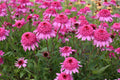 Barrot - Echinacea - Summer Candy