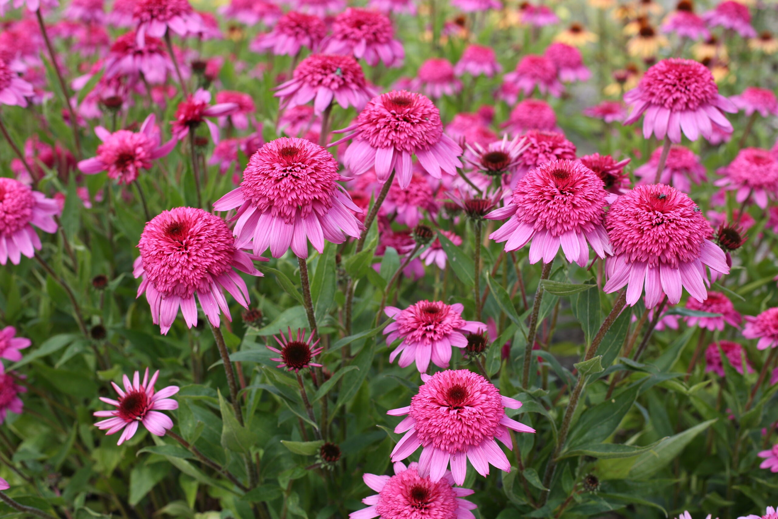 Barrot - Echinacea - Summer Candy
