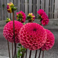 Dahlia Ferncliff Rusty