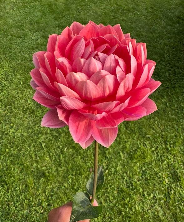 Dahlia Hollyhill Daydream