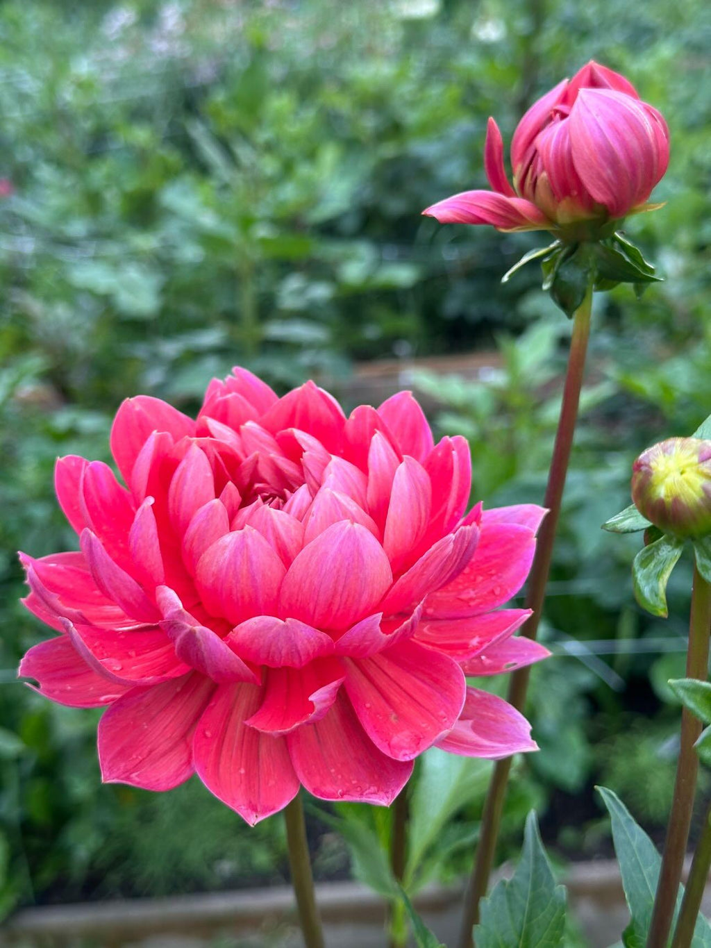 Dahlia Hollyhill Daydream