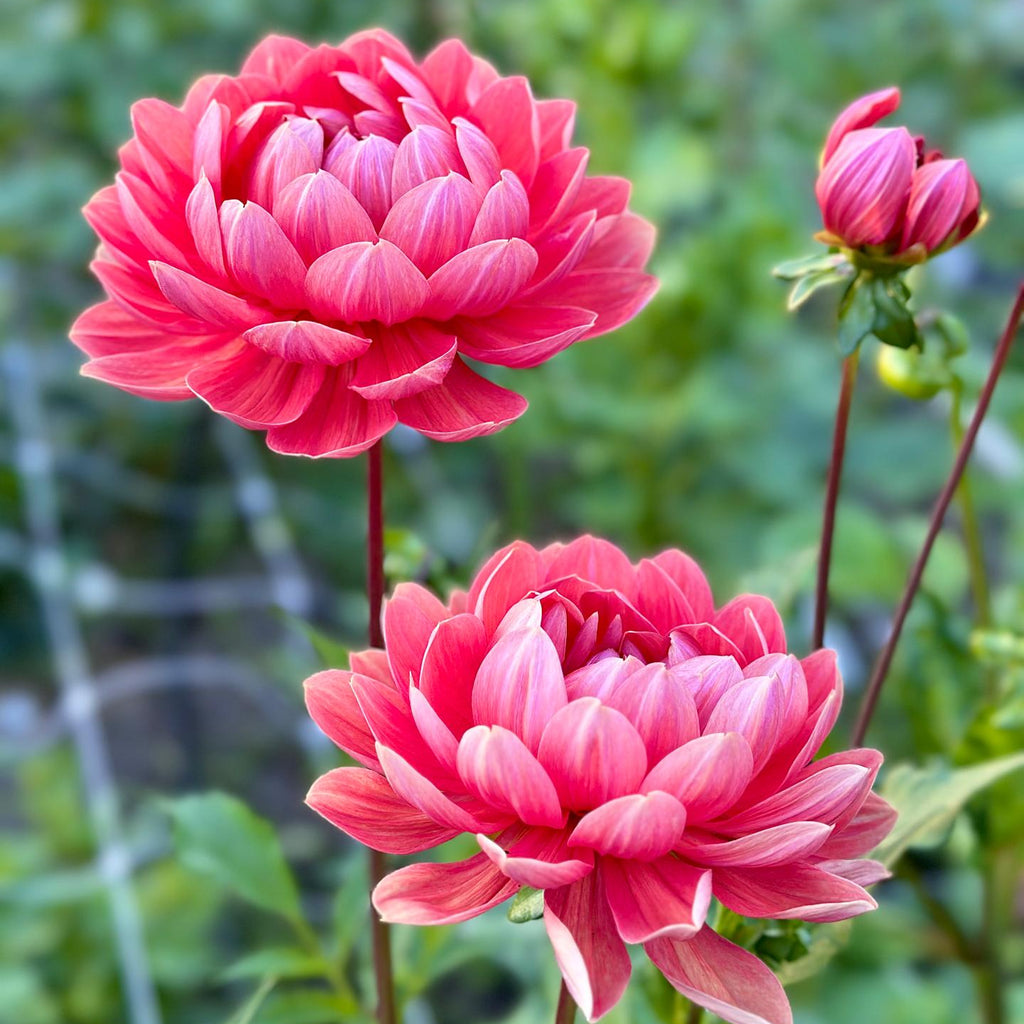 Dahlia Hollyhill Daydream