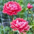 Dahlia Hollyhill Daydream