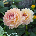 Dahlia Hapet Old Charm
