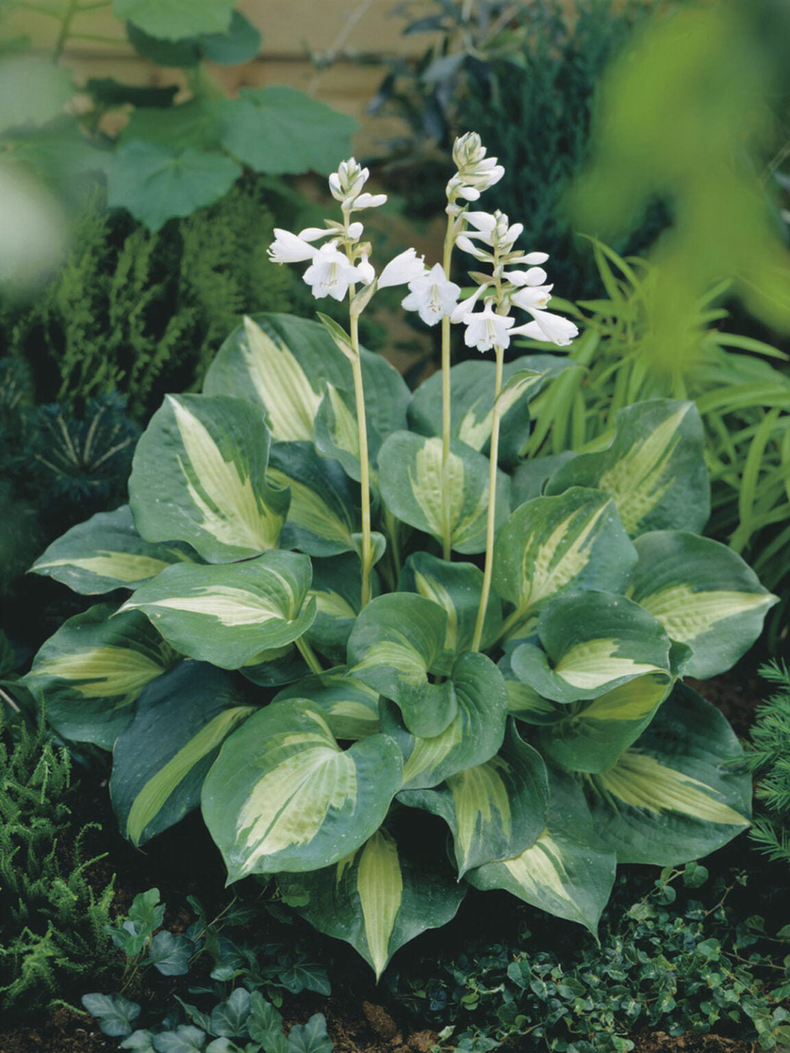 Staude - Hosta Dream Queen