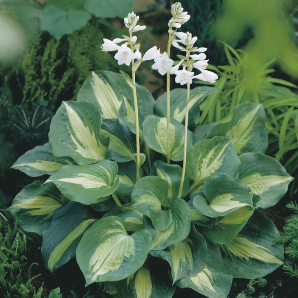 Staude - Hosta Dream Queen