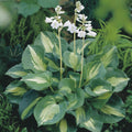 Staude - Hosta Dream Queen