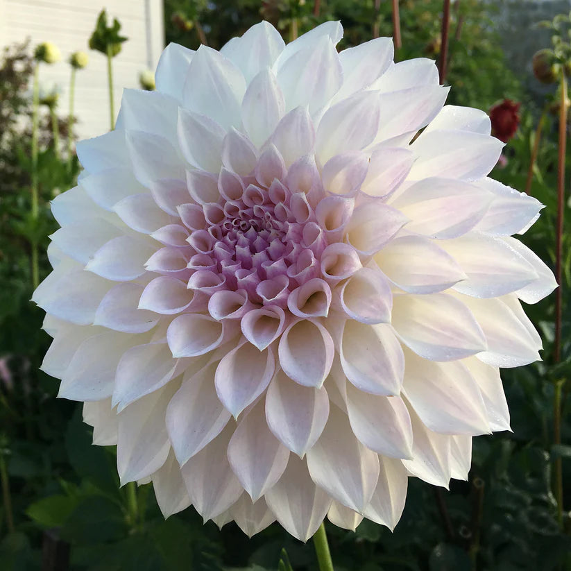 Dahlia KA’s® Bella Luna