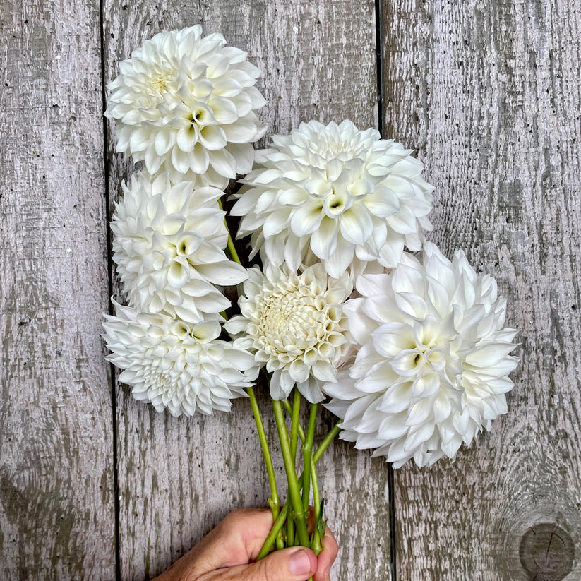 Dahlia KA’s® Bella Luna