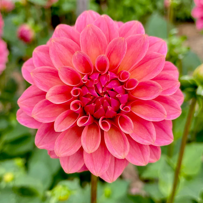 Dahlia KA’s® Boho Peach
