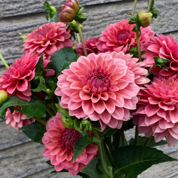 Dahlia KA’s® Boho Peach