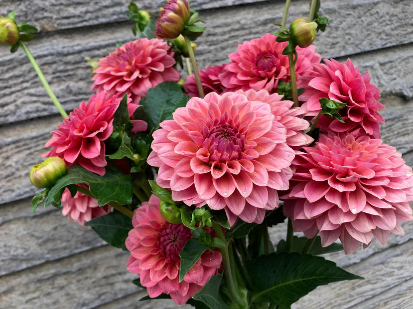 Dahlia KA’s® Boho Peach