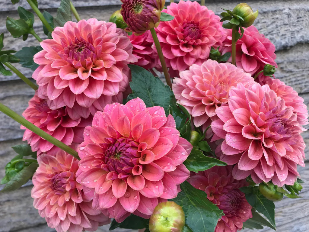 Dahlia KA’s® Boho Peach