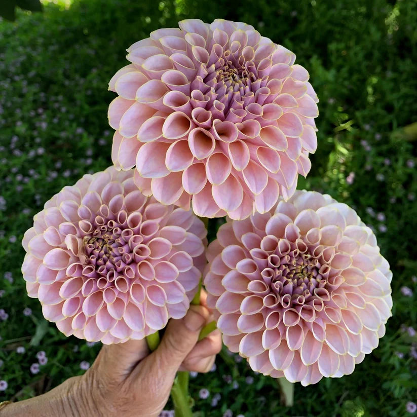 Dahlia KA’s® Cinder Rose