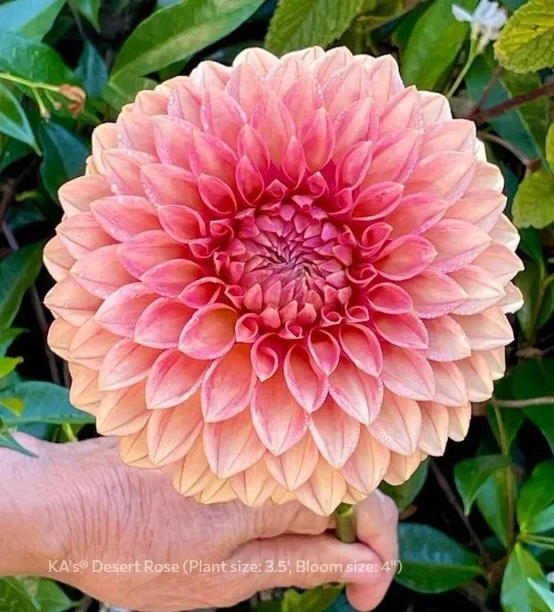 Dahlia KA's® Desert Rose
