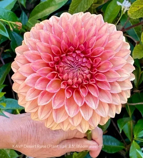 Dahlia KA's® Desert Rose