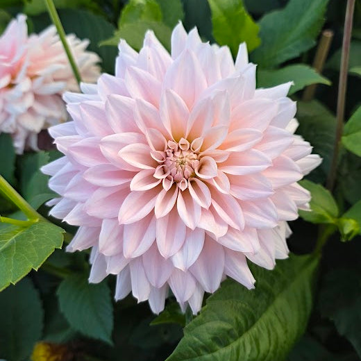 Dahlia KA's® Mocha Jake