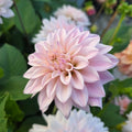 Dahlia KA's® Mocha Jake