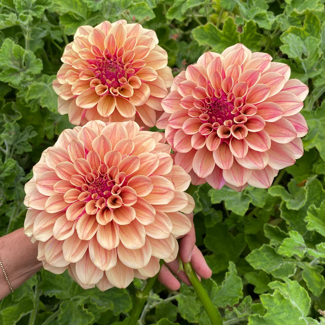 Dahlia KA's® Rhubarb