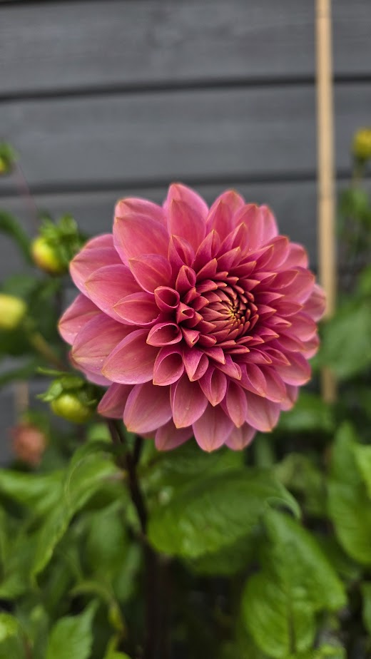 Dahlia KA's® Rosie Jo