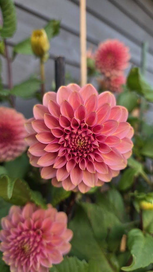 Dahlia KA's® Rosie Jo