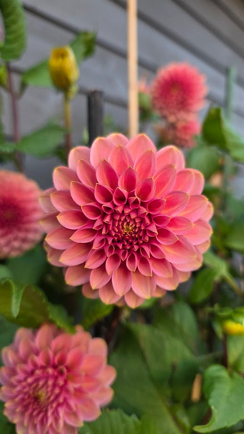 Dahlia KA's® Rosie Jo