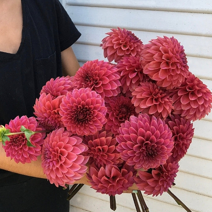 Dahlia KA's® Rosie Jo
