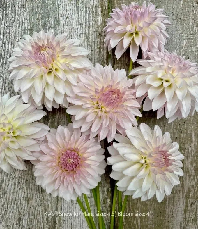 Dahlia KA's® Snow Jo