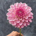 Dahlia KA's® Rose Quartz