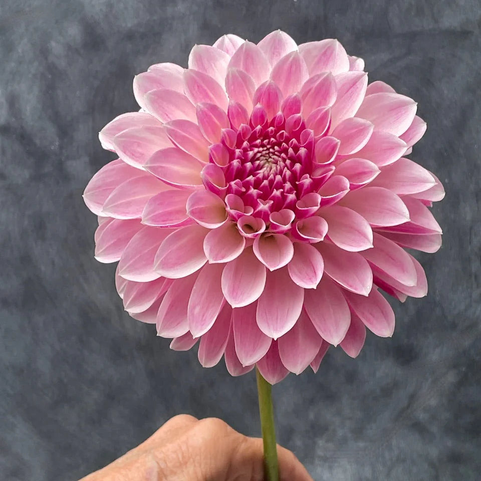 Dahlia KA's® Rose Quartz