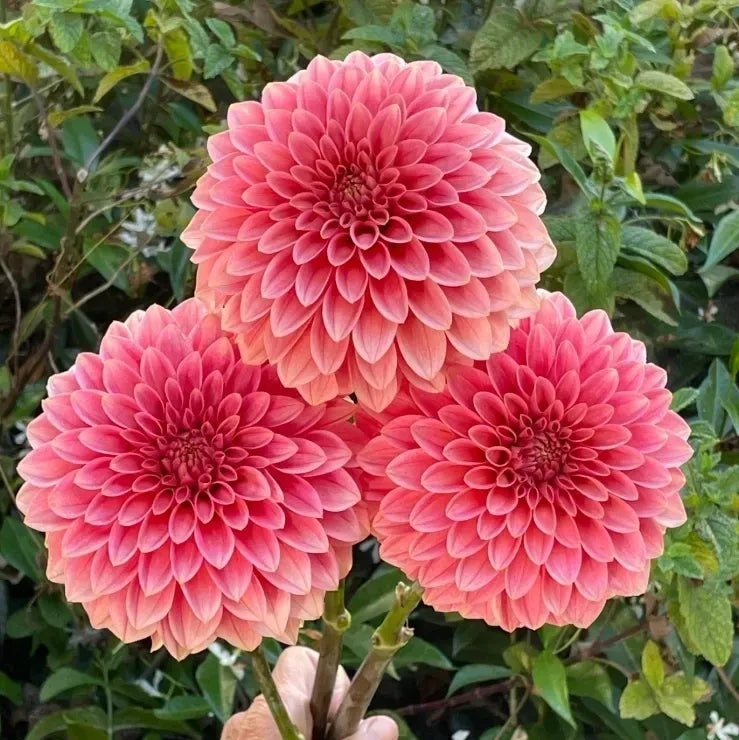Dahlia KA's® Desert Rose