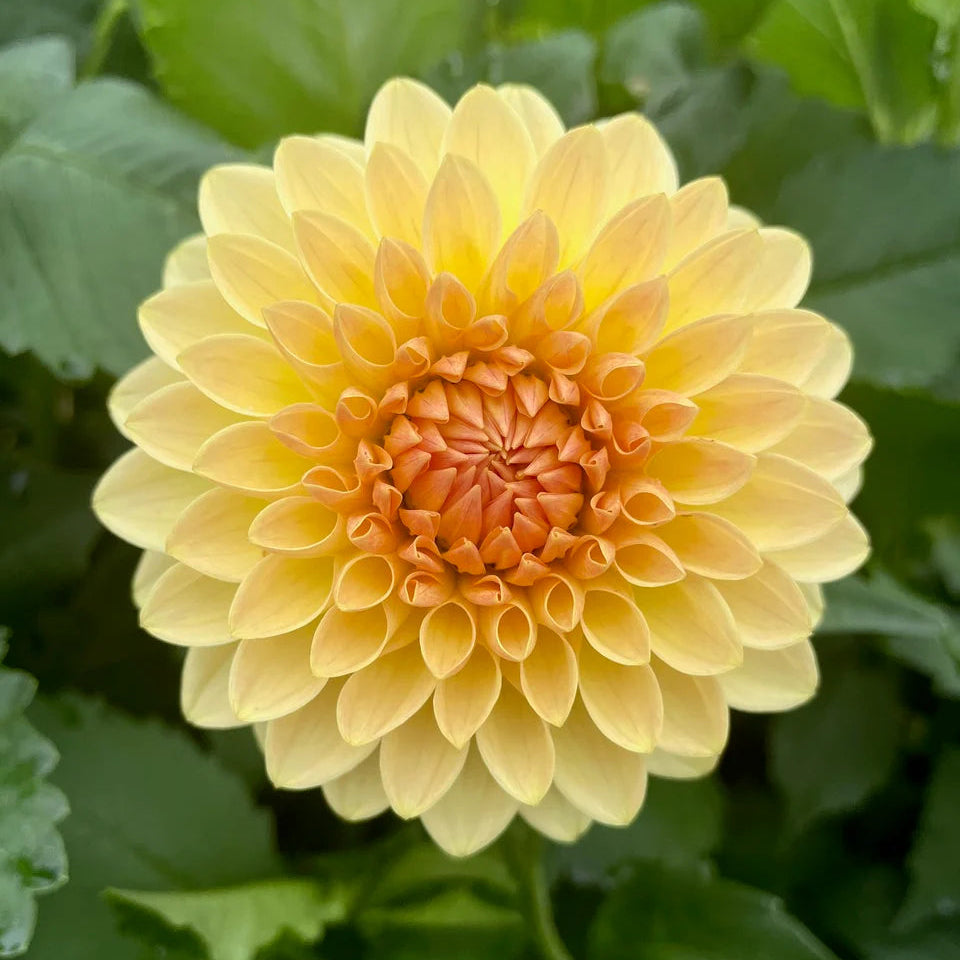 Dahlia KA's® Apricot Jam