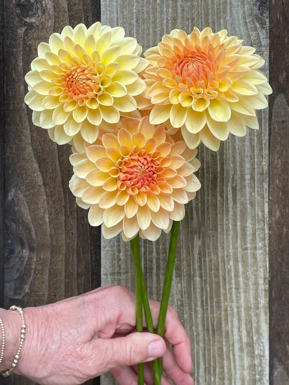 Dahlia KA's® Apricot Jam
