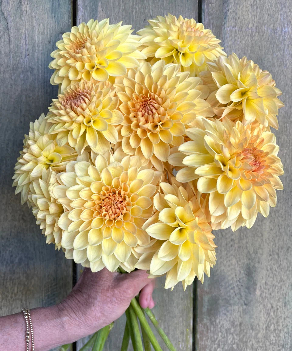 Dahlia KA's® Apricot Jam