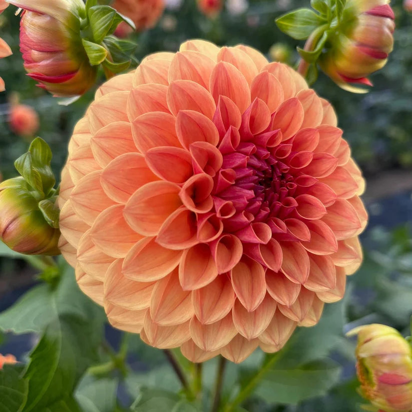 Dahlia KA's Blood Orange