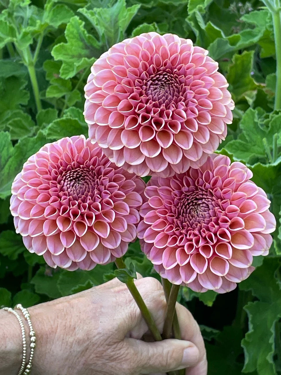 Dahlia KA's® Boho Rose