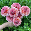 Dahlia KA's® Boho Rose