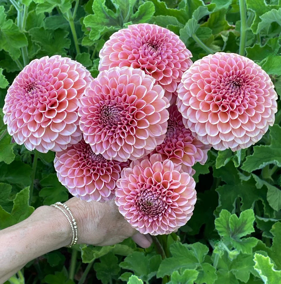 Dahlia KA's® Boho Rose
