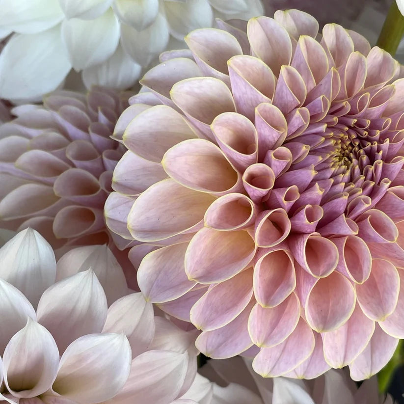 Dahlia KA’s® Cinder Rose